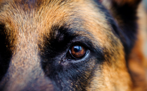 close-up-of-alsatian-dog