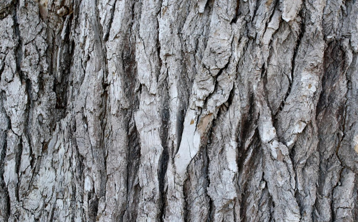abstract-closeup-of-bark